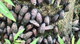 Spotted Lanternfly Infestation on Tree.jpg Spotted Lanternfly Infestation on Tree.jpg