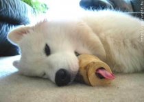 bone.jpg