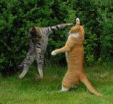 fight.jpg