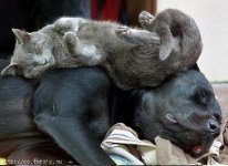 pillow.jpg