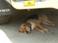 Copy (2) of ella under truck.JPG