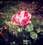 IMG_20220715_103136.jpg IMG_20220715_103136.jpg