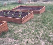 raised beds.jpg