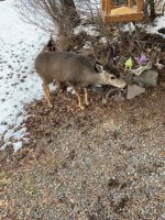 deer close up.jpg