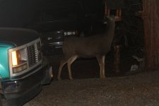 deer feeder dark.jpg