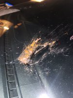 20240201_202806.jpg 20240201_202806.jpg