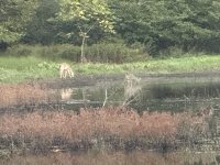 IMG_0743.jpeg