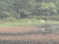 IMG_0745.jpeg