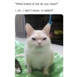 rabbitcat.jpg
