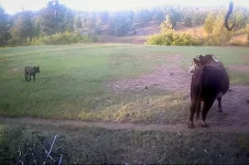 id5864202-CowWolfBull.webp