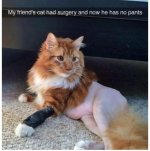 catpants.jpeg