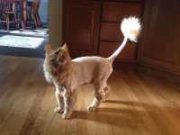 shavedcats.jpg