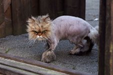 nakedcat.jpg