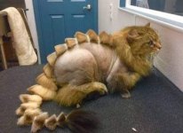 dinocat.jpg