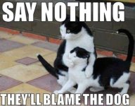 blamethedog.jpg