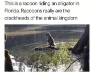 crackheadraccoons.jpeg