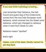 spotteddog.jpeg