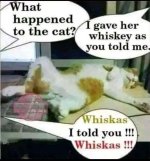 catwhiskey.jpeg