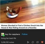 chickenroomba.jpg