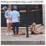 petdog.jpg