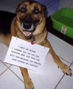 dognoshame.jpg