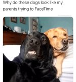 dogsfacetime.jpg