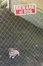 bewareofdog.jpeg