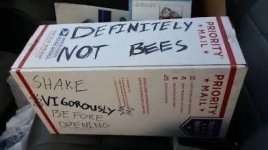 notbees.jpeg