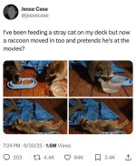 racoonmovedin.jpg