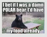 pollarbear.webp