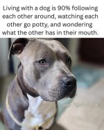 livingwithdog.jpg