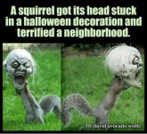squirrelhead.jpg