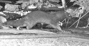 IMG_0499 (2) (1).JPG