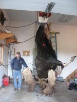 Moose  Record.jpg