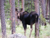 Small Pic Cow Moose.JPG