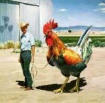 big cock.JPG