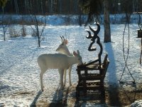 albino deer 1.jpg