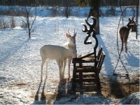 albino deer 2.jpg