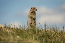 _MG_6624_arctic_ground_squirrel_f_500.jpg