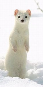 Ermine.jpg