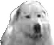 bonedog.jpg