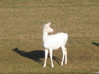 White Deer (4).JPG