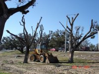 tree2.jpg
