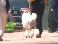 P1510826rPoodle6.jpg