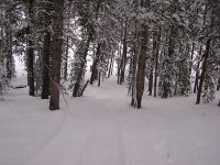 Snow Cat Trail North Side Of Property.JPG