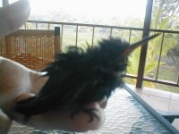 2009 Panama 102.jpg