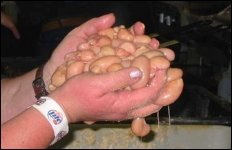 turkey-testicles-handful.jpg