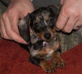 9-week-old-mini-dashhund.jpg