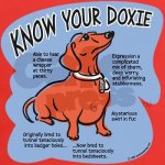 knowyourdoxie.jpg
