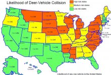 deer.jpg
